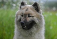 melina-dzinovic-i-bogati-englez-prave-svadbu-na-brodu-–-slavlje-u-monaku-isplanirali-do-detalja
