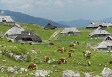„kroz-plac-mi-je-sve-ispricala,-ona-je-velika-zrtva“:-koleginica-o-janinoj-svadji-sa-cerkom