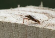 PARIŽANI OTROVANI ZABRANJENIM INSEKTICITOM: BSPP intervenisala, oglasila se i policija parizani-otrovani-zabranjenim-insekticitom:-bspp-intervenisala,-oglasila-se-i-policija