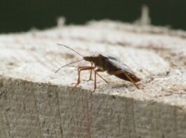 parizani-otrovani-zabranjenim-insekticitom:-bspp-intervenisala,-oglasila-se-i-policija