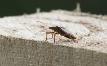 parizani-otrovani-zabranjenim-insekticitom:-bspp-intervenisala,-oglasila-se-i-policija