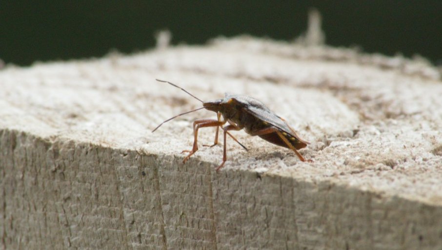 parizani-otrovani-zabranjenim-insekticitom:-bspp-intervenisala,-oglasila-se-i-policija parizani-otrovani-zabranjenim-insekticitom:-bspp-intervenisala,-oglasila-se-i-policija